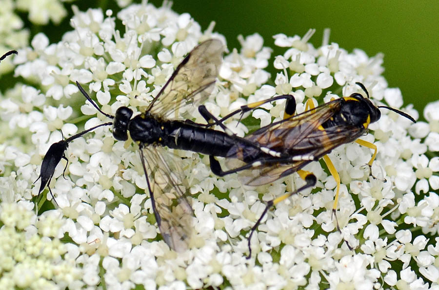 Macrophia montana in accoppiamento